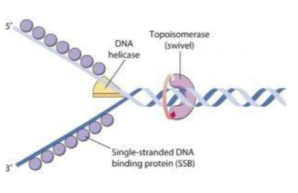 <p>Name the 3 proteins involved in DNA unwinding</p>