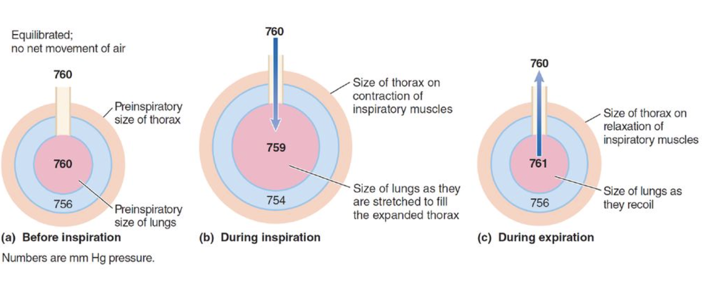 <ol><li><p>Inspiration muscles relax (elastic recoil of lungs)</p></li><li><p>Thoracic volume decreases</p></li><li><p>Intrapulmonary pressure rises to +1mmHg relative to atmosphere</p></li><li><p>Air flows out down pressure gradient until intrapulmonary pressure equals zero</p></li></ol><p></p>