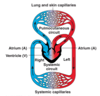 <p>Blood passes through the heart twice for each complete circuit of the body</p>