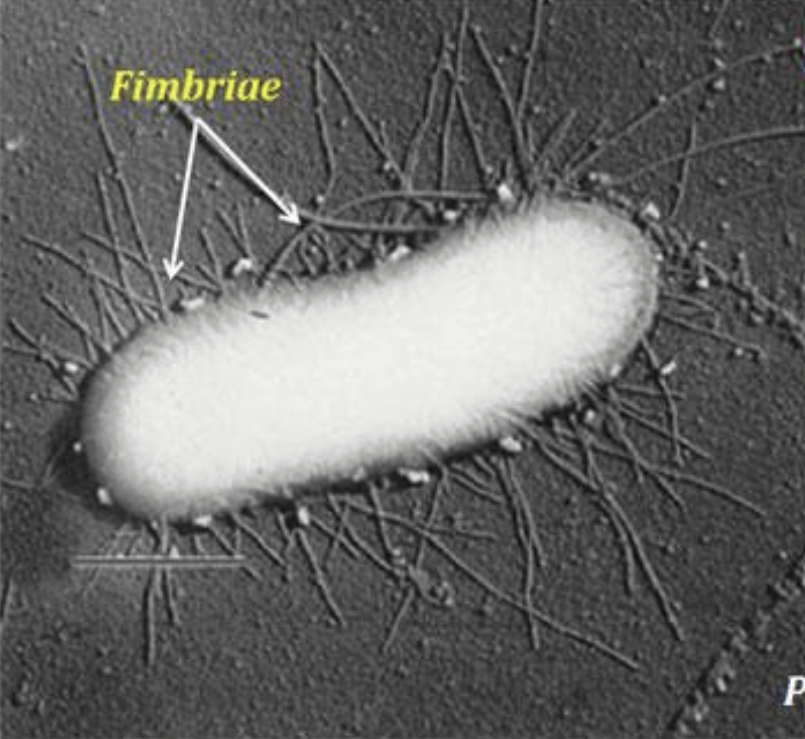 <p>What are fimbriae?</p>