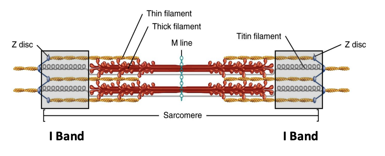 <p><strong>I band</strong> → lighter region containing <strong>only thin (actin) filaments</strong></p><ul><li><p><strong>No thick/myosin filaments</strong></p></li><li><p>Contains the <strong>Z-line</strong></p></li><li><p><strong>Shortens during muscle contraction</strong></p></li></ul><p><strong>High-yield:</strong> I band = th<strong>I</strong>n filaments only.</p>