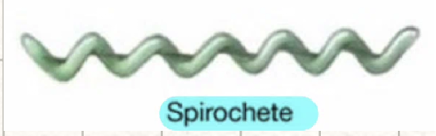 <p>flexible, long/thin cells</p><ul><li><p>tightly-coiled</p></li><li><p>endoflagella</p></li></ul><p></p>