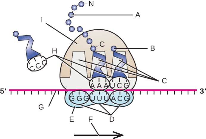 <p>label the following in the figure: ribosomal E, P, and A sites; mRNA; codons; anticodons; direction of translocation; small ribosomal unit; large ribosomal unit</p>