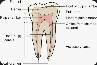 <ul><li><p>Dentin makes up bulk of tooth</p></li><li><p>pulp houses blood nerves and lyph</p></li><li><p>Pulp cavity (both spaces tgr)</p><ul><li><p>Pulp chamber</p></li><li><p>Pulp canal </p></li></ul></li></ul><p></p>