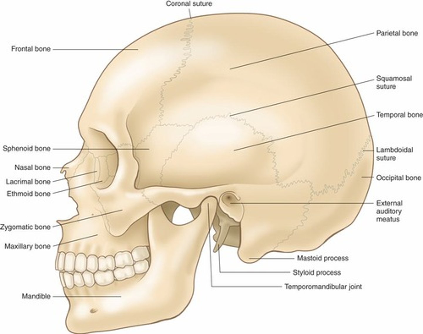<p>Also known as 'Soft Spots', allow cranial bones to move together during birth and grow apart as the brain grows.</p>