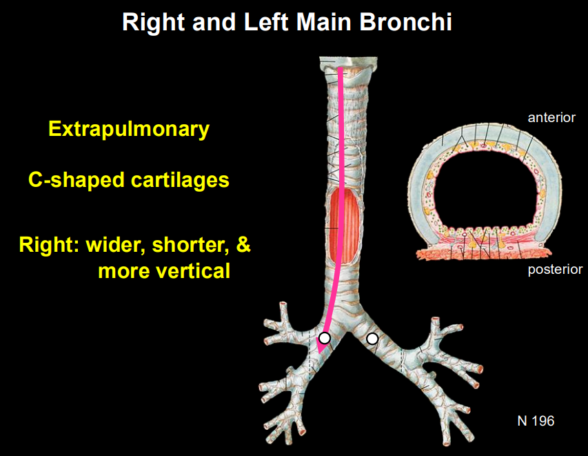 <p>wider, shorter, more vertical</p>