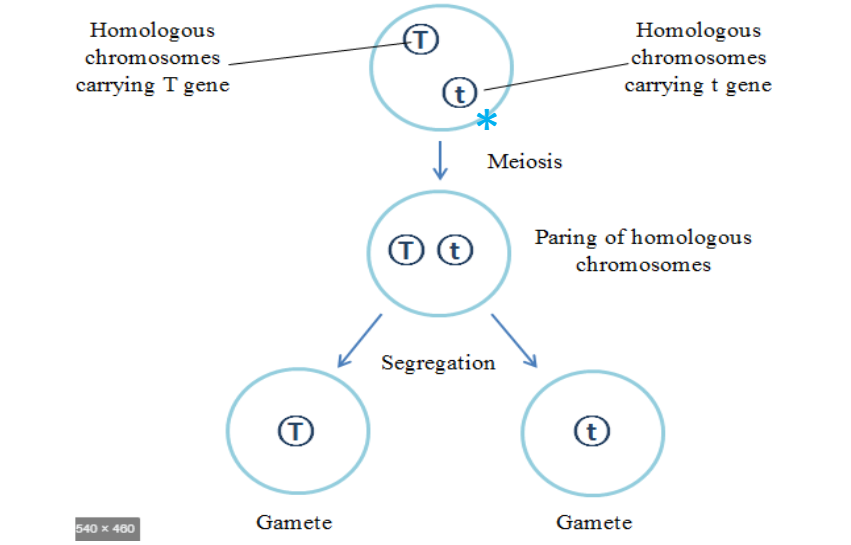 <p>What should you identify in the T/t segregation diagram?</p>