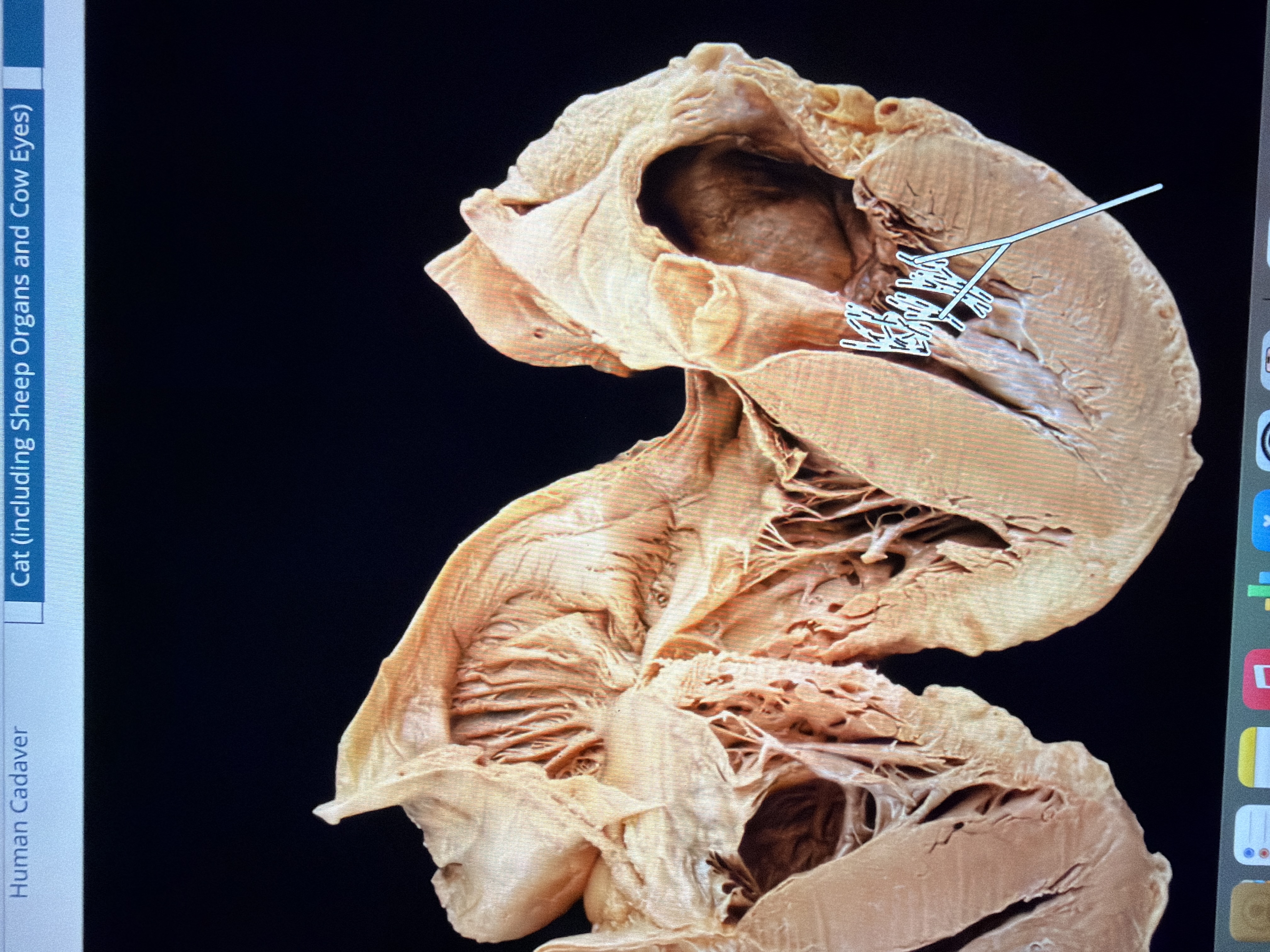 term image