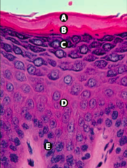 <p>what specific cells are found in layer D and what are their function</p>