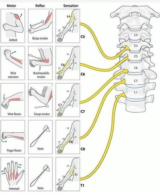 <ul><li><p>a single spinal nerve can innervate multiple muscles</p></li><li><p>multiple spinal nerves can innervate the same muscle</p></li></ul><p></p>