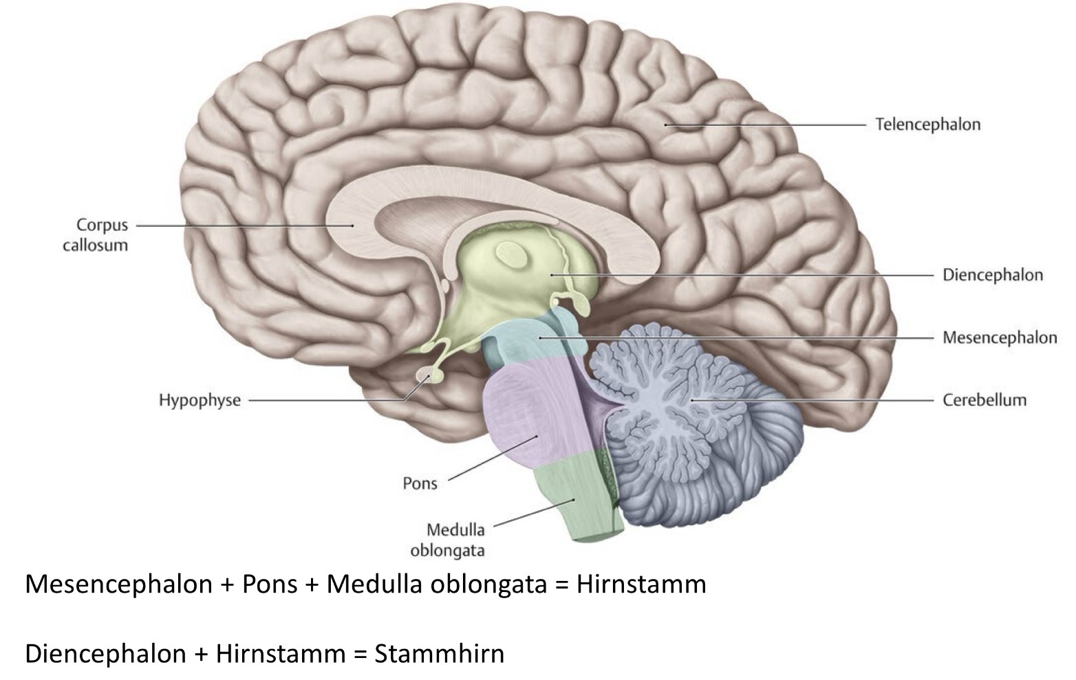 <ul><li><p><span><strong>Großhirn:</strong> <strong>kranial</strong> und <strong>rostral</strong></span></p><ul><li><p><span>(= oben und vorne)</span></p></li></ul></li><li><p><span><strong>Kleinhirn:</strong> <strong>kaudal</strong> und <strong>dorsal</strong></span></p><ul><li><p><span>(= unten und hinten)</span></p></li></ul></li><li><p><span><strong>Hirnstamm:</strong> <strong>kaudal</strong> des Großhirns und <strong>ventral</strong> des Kleinhirns</span></p><ul><li><p><span>(= unter dem Großhirn und vor dem Kleinhirn)</span></p></li></ul></li></ul><p></p>