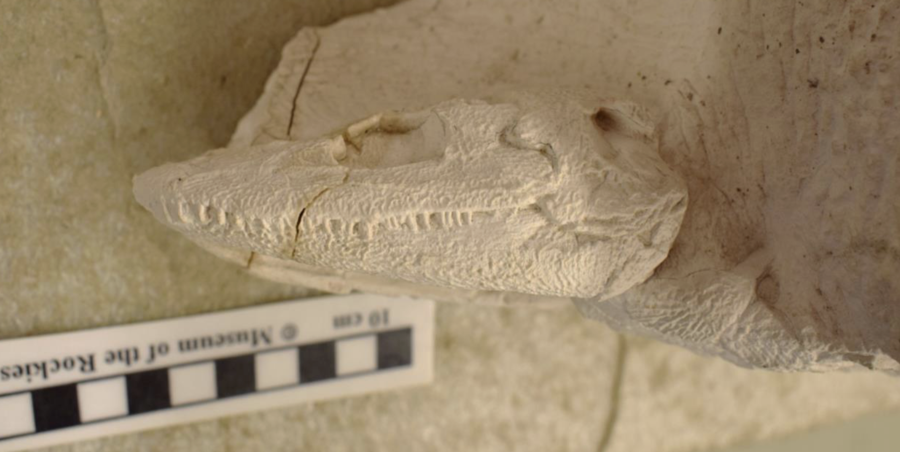 <p>relatively flat skull + large upwards facing orbit + cast + otic notch</p>