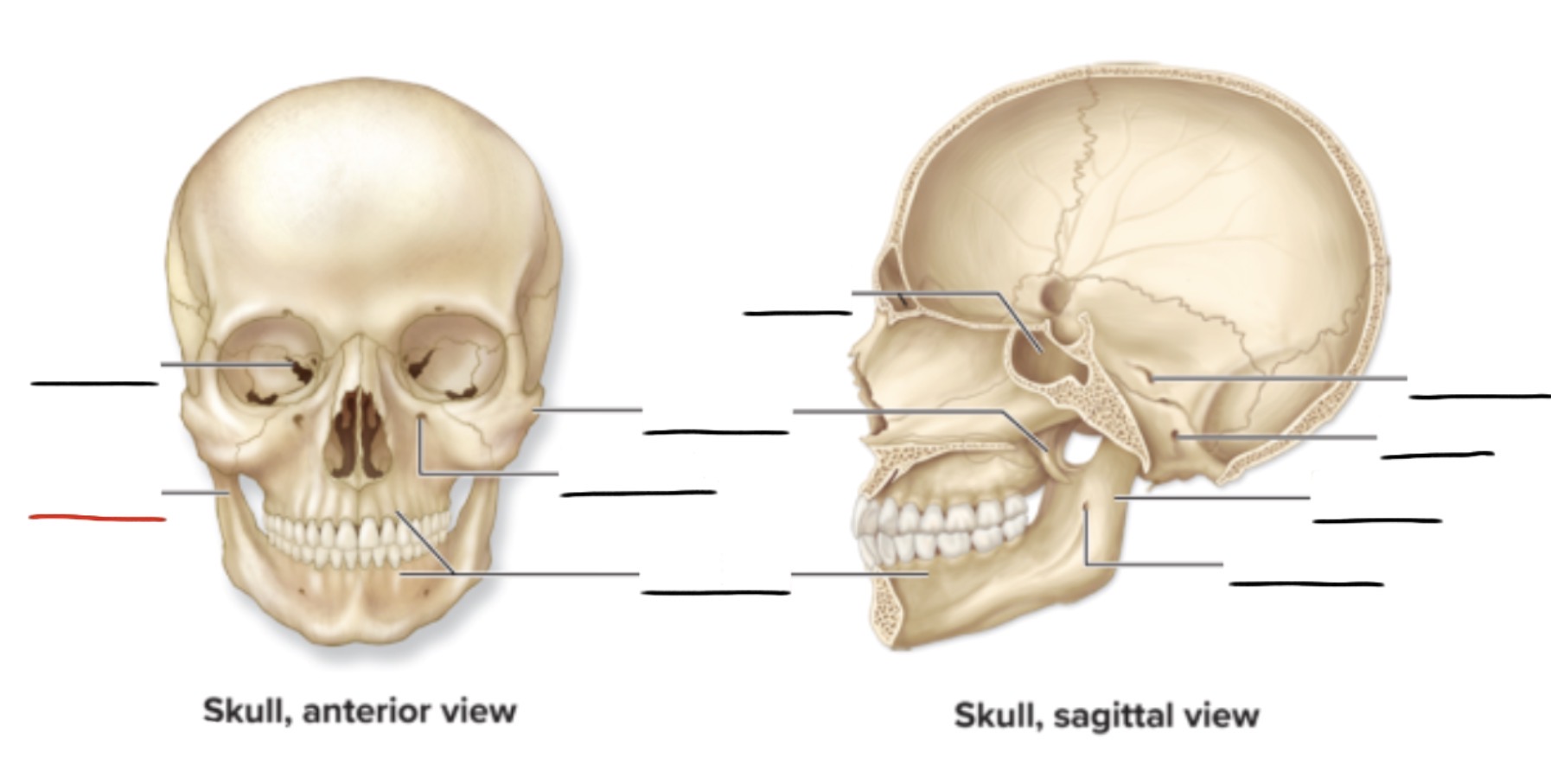 <p><strong>Anatomic Term</strong></p><p>Description</p><p>(General Structure)</p>