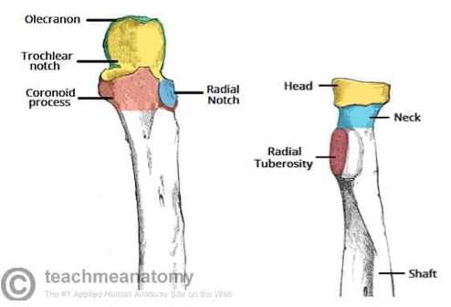 <p>what parts of the radius are convex or concave</p>