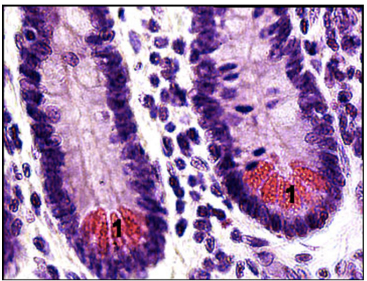 <p>Identify the cell</p>