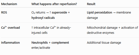 <p><span style="background-color: transparent; font-family: "Times New Roman", serif;"><strong>Ischemia-Reperfusion Injury:</strong> Restoring blood flow to damaged tissue can paradoxically cause more harm. This occurs via:</span></p><ul><li><p><span style="background-color: transparent; font-family: "Times New Roman", serif;"><strong>Reactive Oxygen Species (ROS):</strong> Reintroduction of oxygen leads to the generation of <strong>superoxide anions</strong> and <strong>hydroxyl radicals</strong>, which cause <strong>lipid peroxidation</strong> of membranes.</span></p></li><li><p><span style="background-color: transparent; font-family: "Times New Roman", serif;"><strong>Calcium Overload:</strong> Reperfusion brings a "flush" of calcium that overloads already damaged mitochondria.</span></p></li><li><p><span style="background-color: transparent; font-family: "Times New Roman", serif;"><strong>Inflammation:</strong> Reperfusion recruits <strong>neutrophils</strong> and activates the <strong>complement system </strong>(inflammatory response), which further digests the tissue.</span></p></li></ul><p></p>