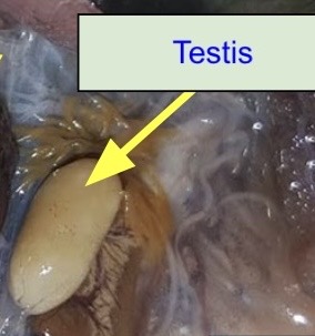 <p>This is Testis</p>