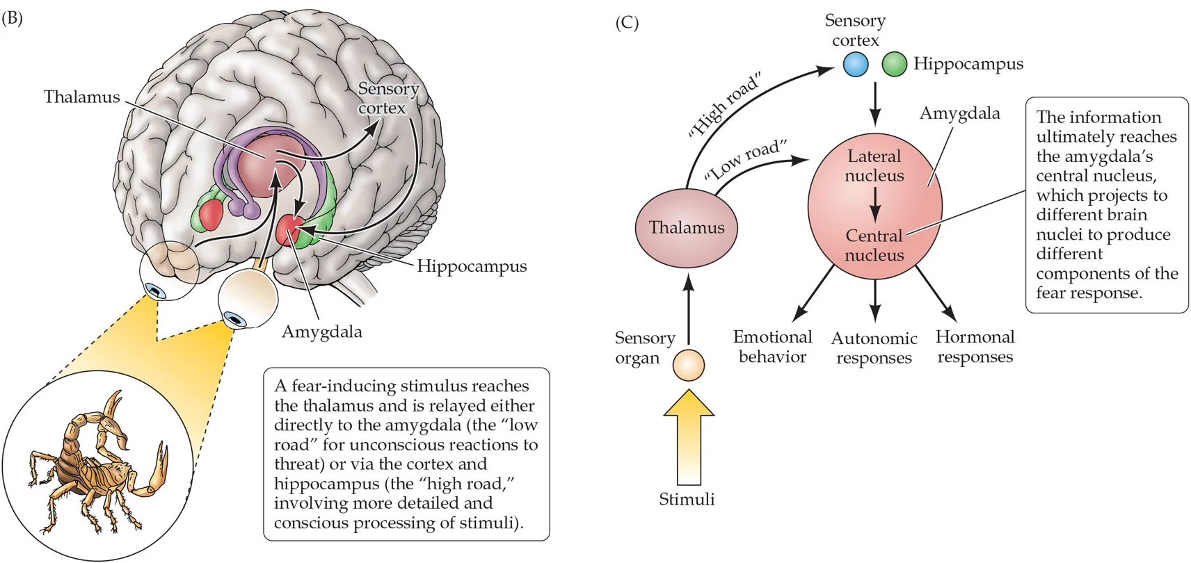 <p>Low road: unconscious processing of threat</p><p>High road: conscious processing of threat</p><p>Hypothalamus, periacqueductal gray (PAG), and other regions involved in fear response</p><p>Lateral nucleus of amygdala: involved in fear learning</p><p>Central nucleus of amygdala: involved in regulating fear responses</p>