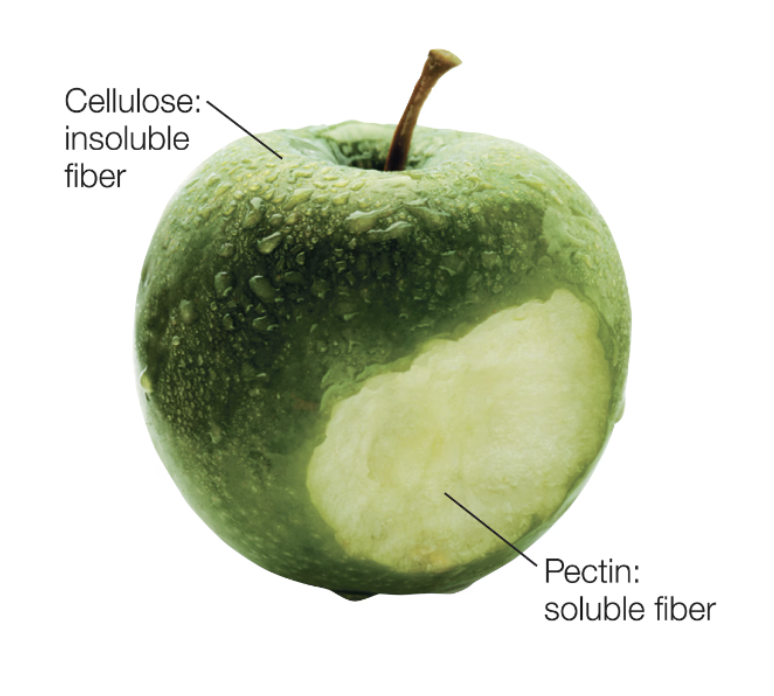 <ul><li><p>insoluble fiber</p><ul><li><p>does not dissolve in water</p></li><li><p>cellulose</p></li><li><p>increase bulk and weight of the formation of stool</p></li><li><p>stimulates peristalsis → speeds up transit time</p></li><li><p>helps reduce constipation</p></li></ul></li><li><p>soluble fiber</p><ul><li><p>dissolves in water</p></li><li><p>pectin</p></li><li><p>fermentable by GI flora</p></li><li><p>viscous: forms gel that slows gastric emptying</p></li><li><p>reduces blood cholesterol</p></li></ul></li></ul><p></p>