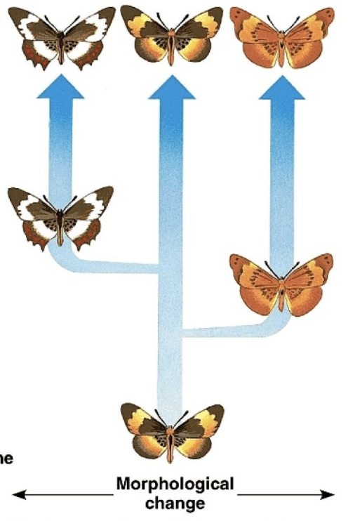 <p>The tempo of speciation is jumpy as there are no transitional stages and periods of rapid evolutionary change and speciation are interrupted by long periods of little or no detectable change (based on fossil records)</p>