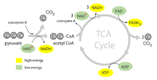 <p><span style="background-color: transparent;"><strong>&nbsp;The TCA cycle is considered:</strong></span></p>