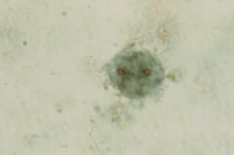 <p><span style="background-color: rgba(0, 0, 0, 0); line-height: 19.7625px;">What is the species in this photo? why?</span></p>