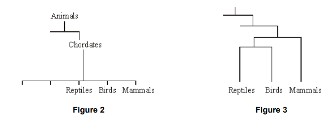 <p>The diagrams show two systems of classification of mammals. <strong>Figure 2</strong> shows a simple hierarchy. <strong>Figure 3</strong> shows a phylogenetic system </p><p>By reference to Figures 2 and 3, explain how a phylogenetic system differs from a simple hierarchy. (3) </p>