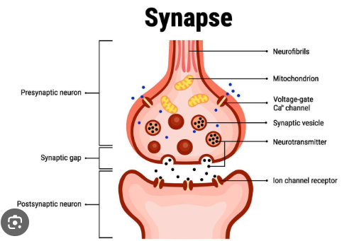 <p><strong>Neurotransmission: </strong>biological process through which Neurons communicate to each other </p><p><strong>Neurotransmitters: </strong>Chemical messengers that carry signals between Neurons across synapse  </p>