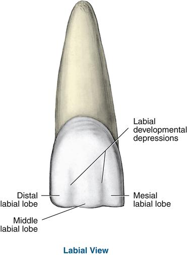 <p>shallow developmental depressions</p>