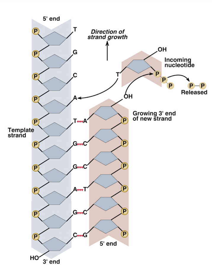 <p><strong>replication occurs in the 5’ —> 3’ direction (new strand), bases are added to the 3’ end of the template strand</strong></p>