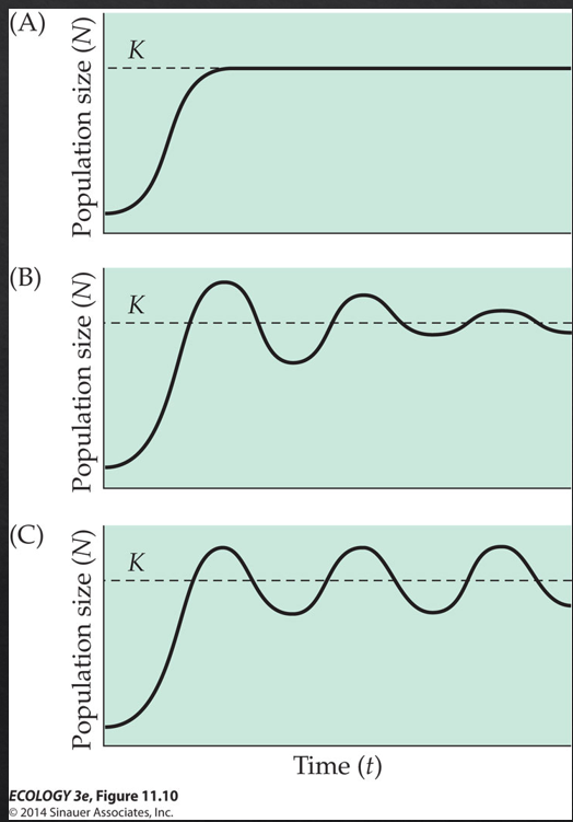 <p>A complication to the logistic model: populations don't respond to current density instantaneously. There is often a delay between when a density change occurs and when the population responds to it reproductively or behaviorally. When time lags are short, the population still smoothly approaches K. As τ increases, the population overshoots K before correcting, producing oscillations. If τ is long enough, those oscillations can become stable cycles or even chaotic fluctuations — the population perpetually overshoots and crashes without ever settling at K.</p><p>dN/dt = rN ( 1(-N(time - time lag)/K))</p>