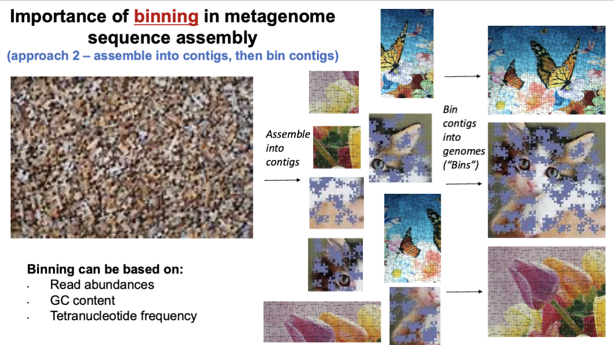 <p>can be based on read abundances, GC content, tetranucleotide frequency</p><p></p><p>2 types:</p><p>1) bin reads then assemble: bin reads, assemble into contigs, genomes</p><ul><li><p>puzzle pieces together then make the picture</p></li></ul><p></p><p>2) assemble into contigs, then bin</p><ul><li><p>put pieces together in squares, then put them together to make the picture</p></li></ul><p></p><p></p>