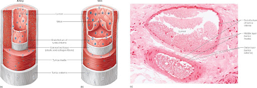 <ul><li><p>Arteries</p></li><li><p>Arterioles</p></li><li><p>Capillaries</p></li><li><p>Venules</p></li><li><p>Veins</p></li></ul><p></p>