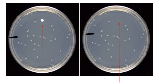 <p>in the spots where the colonies are whats the fitness, and where they are not whats the fitness</p>