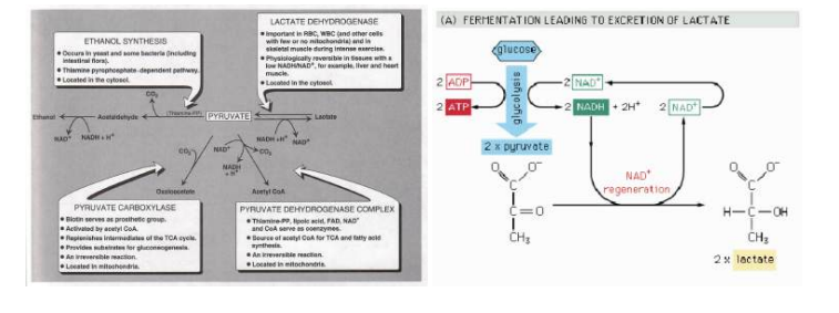 <ol><li><p>Omzetting naar acetyl-CoA (door PDH) → Dit wordt gebruikt door de KREBscyclus </p></li><li><p>Omzetting naar Oxaalazijnzuur (pyruvaat wordt dan gecarboxyleerd) = is een intermediair van de KREBscyclus → dit is een belangrijke stap als er te weinig oxaalazijnzuur aanwezig is. </p></li><li><p>In anaerobe omstandigheden: verwerking tot lactaat (dieren) of tot ethanol (in gisten en bepaalde bacterien) </p></li></ol><p></p>