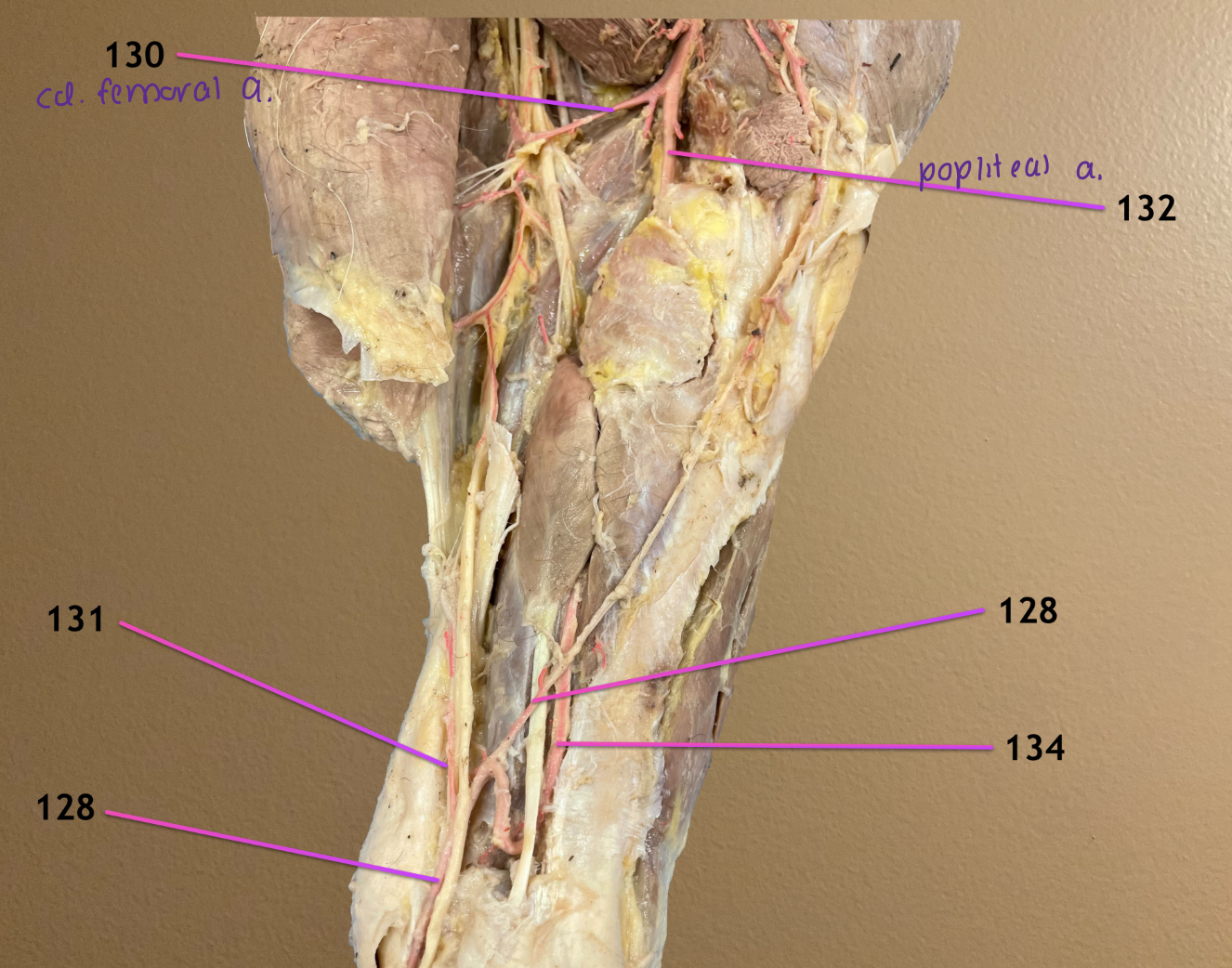 <p>medial view of pelvic limb where deep femoral a. changes name to popliteal a.</p><p>.</p><p>label arteries at the level of the hock: 128, 131, 134</p>