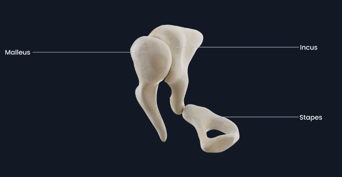 <p><br></p><p><span>Three small bones that transmit vibrations from the tympanic membrane to the oval window of the inner ear. These are the malleus, incus, and stapes (hammer, anvil, and stirrup). </span></p>