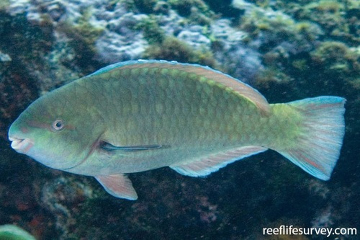 <p>Scarus globiceps </p>