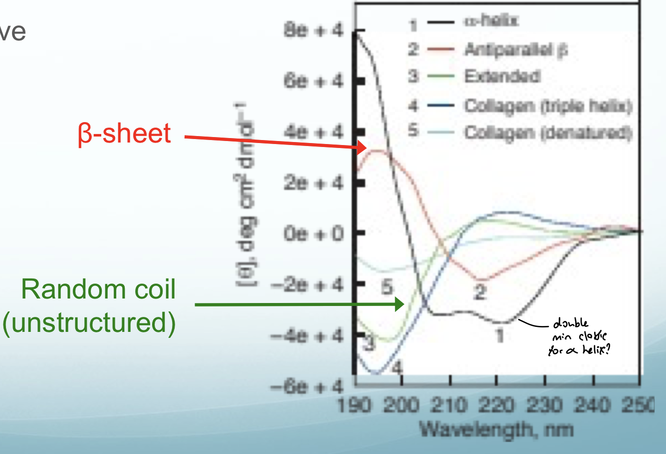 <p><span>•</span><span style="font-family: "Times New Roman"; line-height: normal; font-size: 7pt;">&nbsp;<strong>&nbsp;&nbsp;&nbsp;</strong></span>Key rule: <strong>[θ] is positive at 200 nm for a folded protein</strong>; negative if unfolded. This is the quickest folding check.</p><p>•<span>&nbsp;&nbsp;&nbsp;<strong>α-helix:</strong> characteristic double minima at ~208 nm and ~222 nm; positive signal at ~193 nm</span></p><p class="MsoListParagraph"><span><strong>•</strong></span><span style="font-family: "Times New Roman"; line-height: normal; font-size: 7pt;"><strong>&nbsp;&nbsp;&nbsp;&nbsp;&nbsp;&nbsp; </strong></span><span><strong>β-sheet</strong>: minimum at ~218 nm; less negative than α-helix</span></p><p class="MsoListParagraph"><span>•</span><span style="font-family: "Times New Roman"; line-height: normal; font-size: 7pt;">&nbsp;&nbsp;&nbsp;&nbsp;&nbsp;&nbsp; </span><span><strong>Random coil (unfolded)</strong>: minimum at ~200 nm, generally featureless in the 208–222 region</span></p><p class="MsoListParagraph"></p>