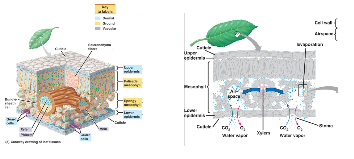 <p>OTHER TO BE SORTED LATER:</p><p>Schlerenchyma: cells with secondary cell walls (1°). They have lignin, and provide structure. They are not alive when functional, and are also waterproof! (Because of the lignin!)</p><p>Vacuole: (think of them as water bags) </p><ul><li><p>Within the cytoplasm</p></li><li><p>Contents do not need to maintain the normal homeostatic conditions required by the cytoplasm</p></li><li><p>This reduces the volume of the cytoplasm. It also lowers the SA/V ratio, allowing cells to grow to larger sizes than, for instance, animal cells.</p></li></ul><p></p>