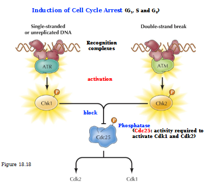<p>Single-stranded or unreplicated DNA: ATR is the recognition complex that activates Chk1. Activated Chk1 blocks Cdc25 so no Cdk2 or Cdk 1 is produced</p><p>In a double-stranded DNA, ATM is the recognition complex that activates Chk2. Activated Chk2 blocks Cdc25 no no Cdk2 or Cdk1 can be produced</p>