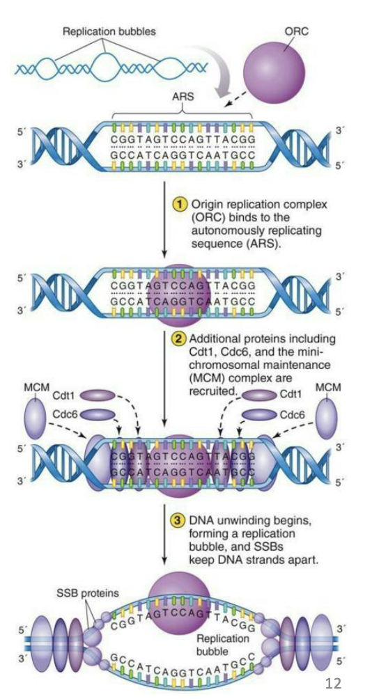 <ul><li><p>Multiple origins of replication on each chromosome.</p></li><li><p>ARS – 10 -100 kb apart</p></li><li><p>Chromosomes are much larger, so they need multiple starting points for replication.</p></li><li><p>Studied in yeast.</p></li><li><p>Very similar to process in bacteria, just using different proteins.</p></li></ul><p></p>