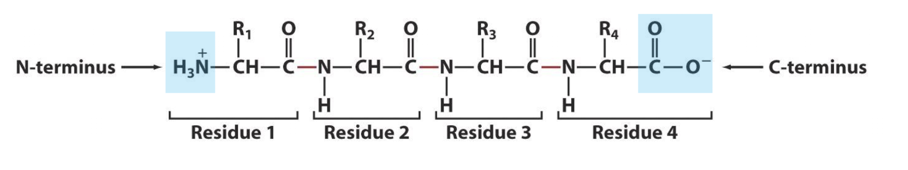 <p>Only terminal alpha carboxyl and amino groups (or side chain charges), others are eliminated by the formation of peptide bonds</p>