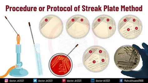 <p>a technique used to isolate pure bacterial colonies by progressively diluting a sample across the surface of an agar plate.&nbsp;It creates areas with fewer cells so individual colonies can grow separately, allowing identification and purification of microorganisms.</p><ul><li><p>a technique used to <strong>separate bacteria on an agar plate so individual colonies can grow</strong>.</p></li><li><p>Purpose: To get pure, isolated bacterial colonies for identification.</p></li></ul><p></p>