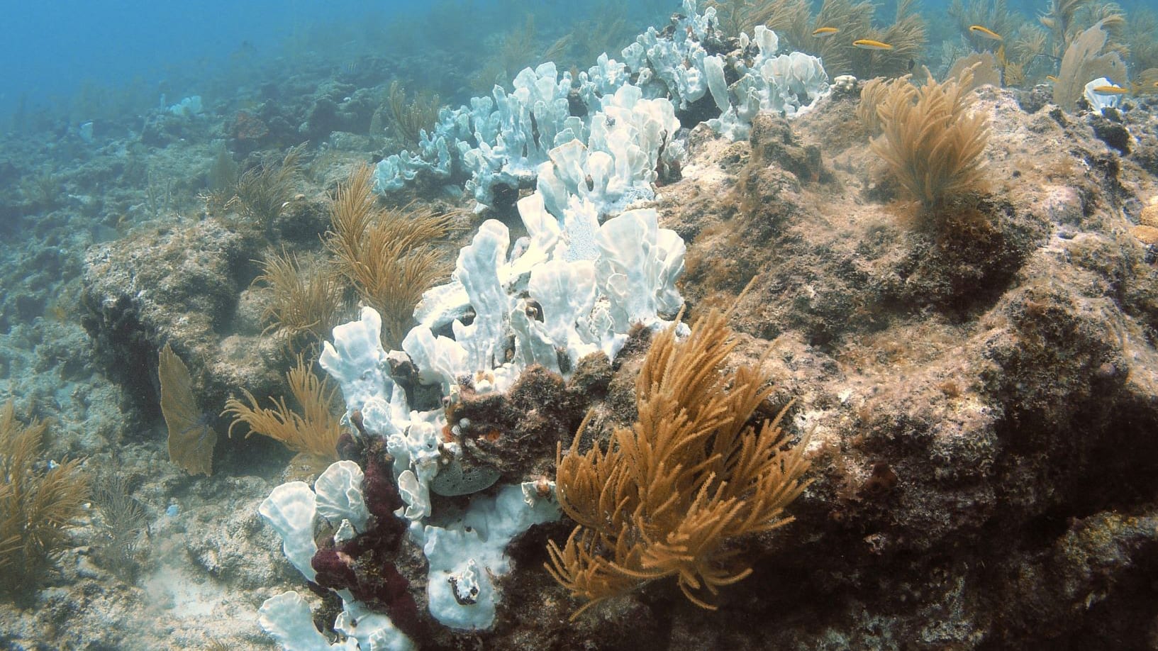 <p>Corals have a mutualistic relationship with algae, which are responsible for its colour. The increasing ocean temperatures stress coral and they release the algae and are bleached. They are not dead yet, but they have lost their source of food.</p>