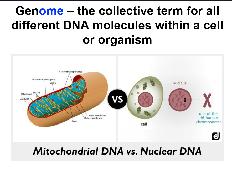 <p>the collective term for all the different DNA molecules within a cell or organism </p>