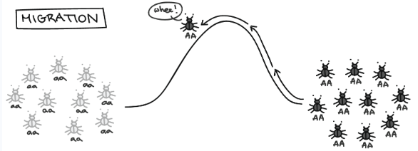 <p>Movement of individuals and alleles in and out of a population. This causes genetic mixing across regions and can introduce new variation to a population while also reducing differences between the populations.</p>