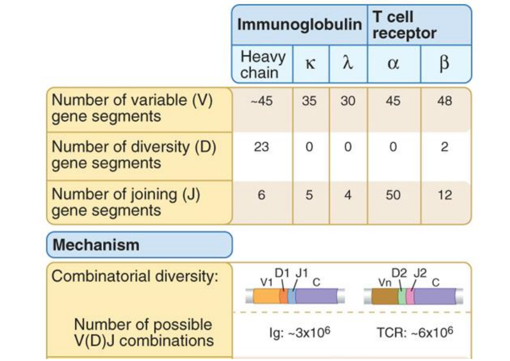 <ul><li><p>Immunoglobin → BCR (Heavy chain + 2 diff types of light chains)  </p></li></ul><p></p>