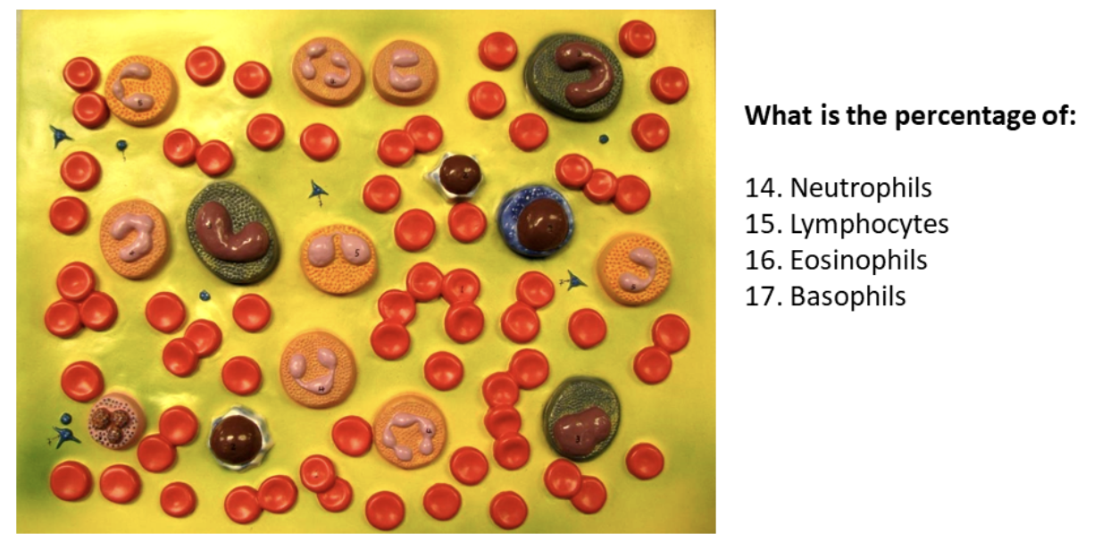 <p>What is the percentage of Eosinophils</p>