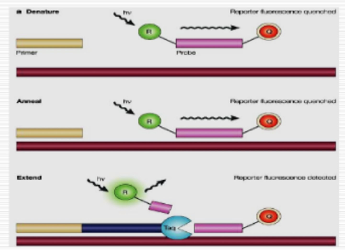 <p>real-time detection-hybridizes our target, making sure it is the only thing being amplified and is more specific. Is also more sensitive, paired with special probes at are at both 3' and 5' ends</p>